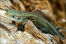 Common Lizard