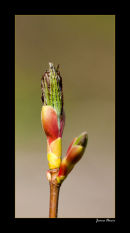 New life
