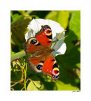 Peacock Butterfly