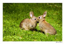 Rabbit-Love