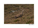 Stag