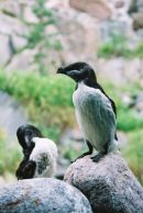 Razorbills