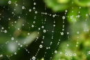 Cobweb Raindrops