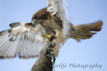 13 Buzzard