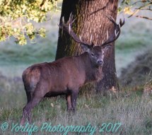 Red Deer Stag