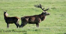 Red Deer Hind & Stag