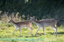 Fallow Deer Does & Buck