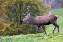Red Deer Stag