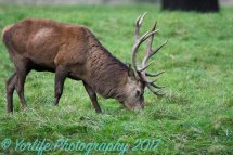 Red Deer Stag