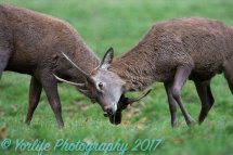 Red Deer Young Stags