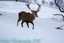 Red Deer Stag