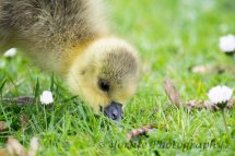 235 Gosling Greylag Goose
