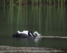 253-Black & White Swans