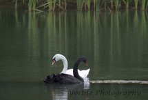 254-Black & White Swans