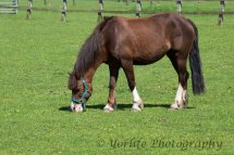 400-Horse