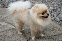 Pomeranian -6