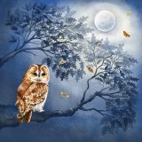 The Moonlight Owl