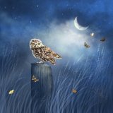 The Little Stargazer