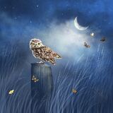 The Little Star Gazer