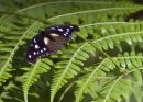 Butterfly on a Fern
