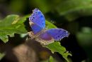 Blue and Purple Butterfly on Leaf