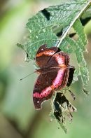 Brown Butterfly on Leaf