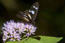 Butterfly on Flower