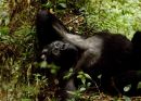 Relaxing young male Gorilla with arms behind head