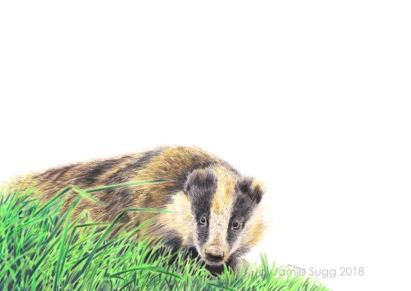 Badger, coloured pencils on paper, A4 SOLD