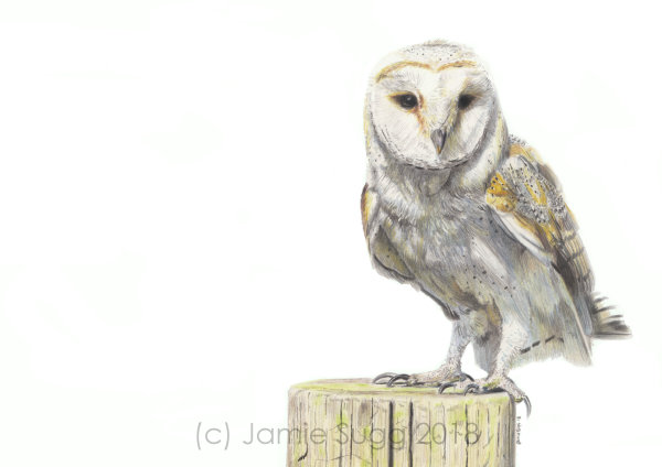 Barn Owl, coloured pencils on paper, A4 SOLD