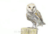 Barn Owl, coloured pencils on paper, A4 SOLD