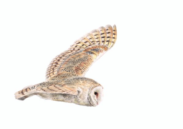 Barn Owl Flying, coloured pencils on paper, A4