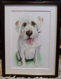 Dog pet portait, coloured pencils, A4 size, framed