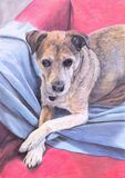 Dog pet portait, coloured pencils, A4 size