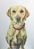 Dog pet portrait, coloured pencils on paper, 16in x 12in