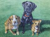 Dog portaits, watercolours, 16in x 12 in