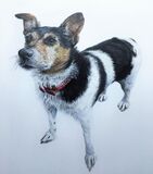 Gerrard the Jack Russell, coloured pencils, A4 size