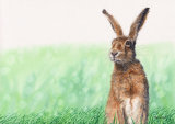 Hare, watercolours on paper, A4 SOLD