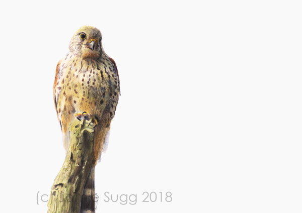 Kestrel, coloured pencils on paper, A4, SOLD