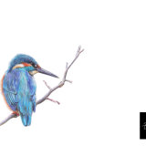 Kingfisher, coloured pencils on paper SOLD