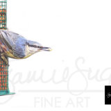 Nuthatch, coloured pencil drawing