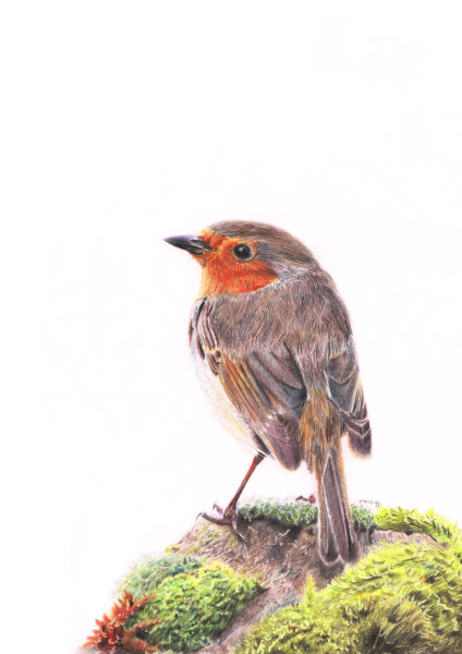 Robin, coloured pencils on paper, SOLD