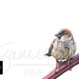 Sparrow, coloured pencils on paper, SOLD