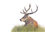 Resting Stag, coloured pencils on paper, A4 SOLD