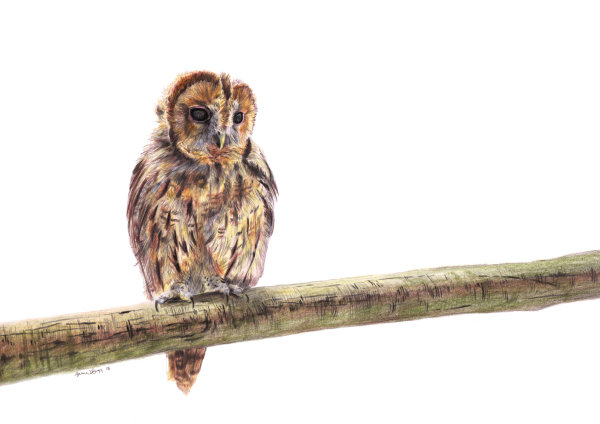 Tawny Owl, coloured pencils on paper, A4 SOLD