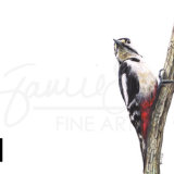 Woodpecker, coloured pencils on paper, SOLD