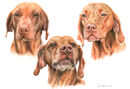 Hungarian Vizslas