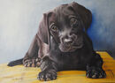 Bramble puppy