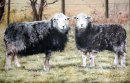 'Herdwicks'