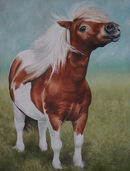 <strong>'Josh'</strong>